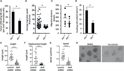 AHR Regulates NK Cell Migration via ASB2–Mediated Ubiquitination of Filamin A